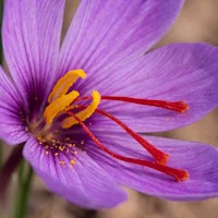 Tribulus Terrestris Fruit Extract